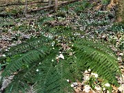 25 Distese di campanelle (Leucoyum vernum)